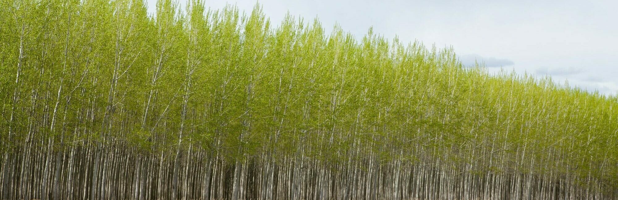 Poplar tree plantation, tree nursery growing tall straight trees